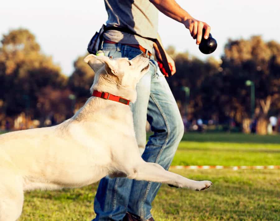 Simple Dog Walking Tips Every Dog Owner Should Know