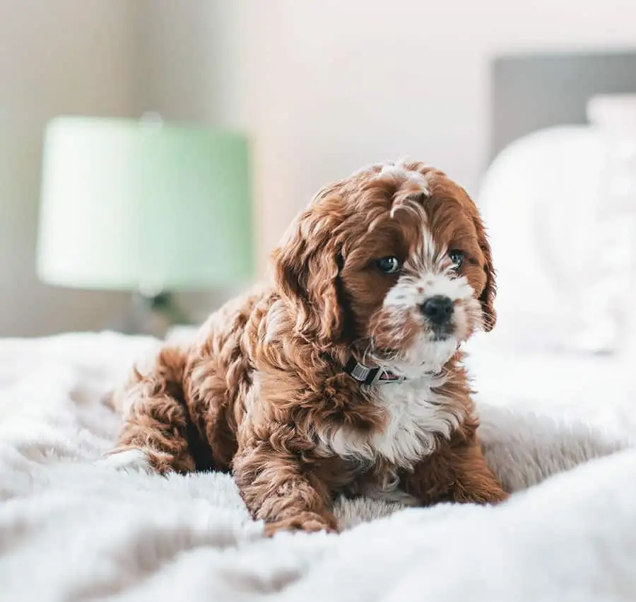 Boarding Sumter Pet Sitters