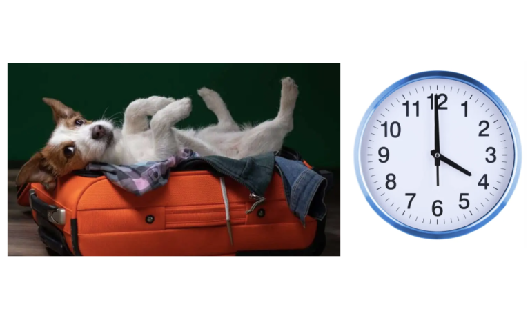 Canine-Standard-Boarding-4PM-Pick-Up-Time
