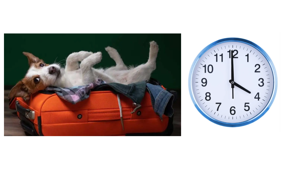 Canine-Standard-Boarding-4PM-Pick-Up-Time