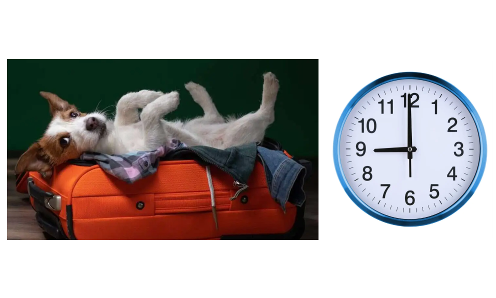 Canine-Standard-Boarding-9AM-Pick-Up-Time