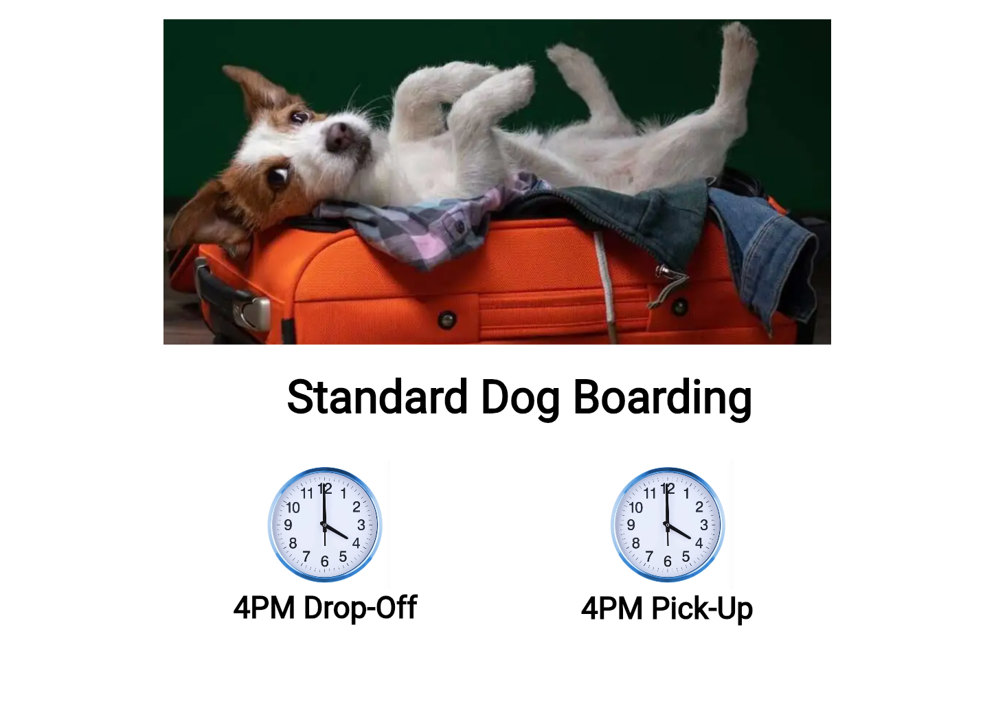 Standard-Dog-Boarding-4PM-DO-4PM-PU-Image