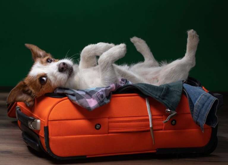 jack-russell-suitcase