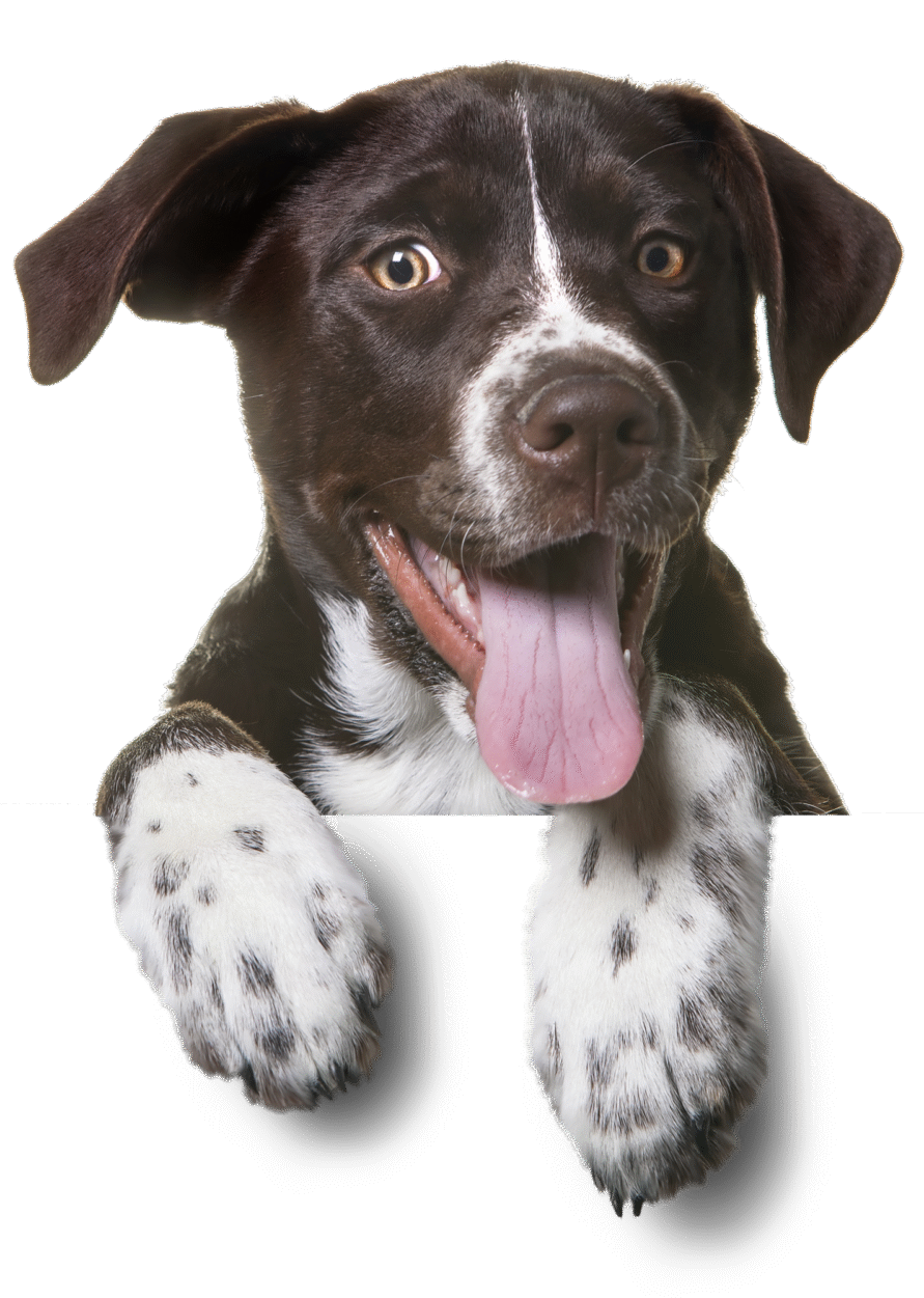 Sumter Pet Sitters We love your pets!