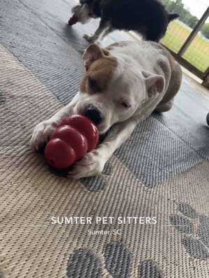 STUFFED TASTY FROZEN KONG