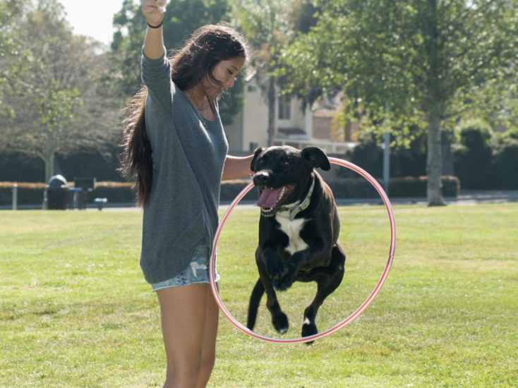 Dog Training Image 1