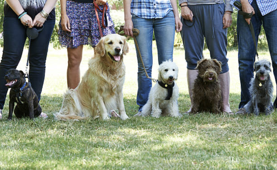 Dog Training Image 2