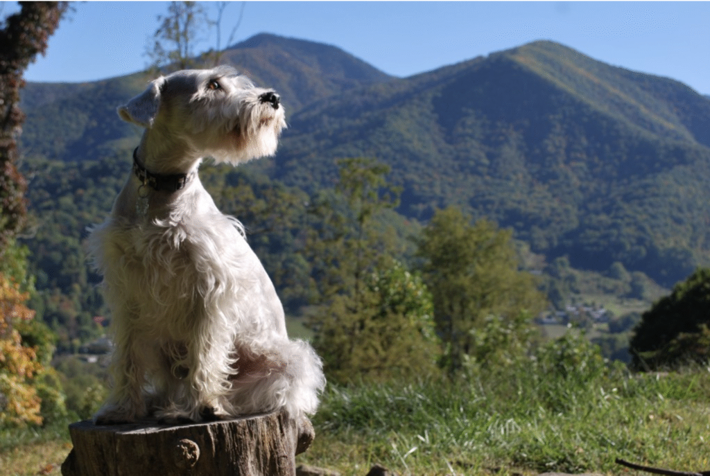 MAXX'S MOUNTAIN - A Memorial Page