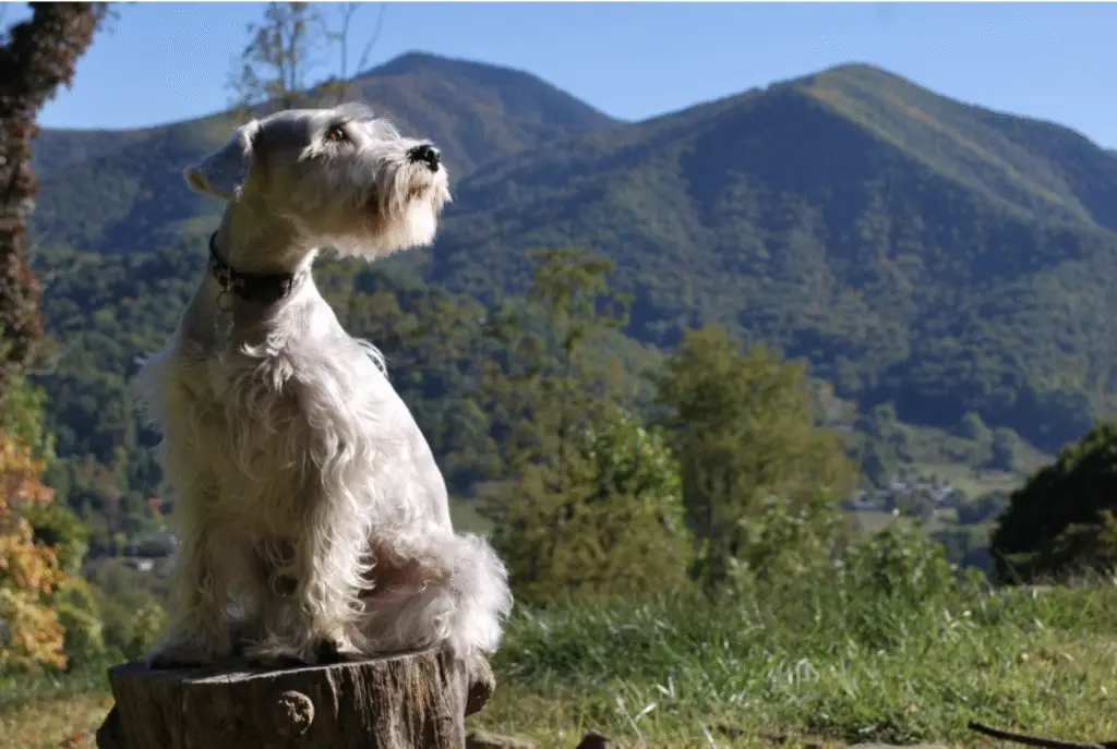 MAXX'S MOUNTAIN - A Memorial Page